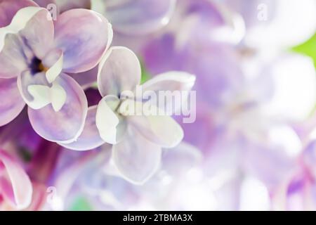 Hintergrund des blühenden lila Frottee Flieders. Weichfokus. Blumenhintergrund Stockfoto