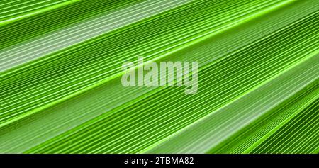 Palmblattstruktur für Hintergrund. Sommerurlaub und tropisches Naturkonzept Stockfoto