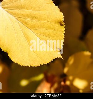 Gelbes Blatt auf dem Hintergrund gefallener Blätter im Herbst. Natürlicher Hintergrund Stockfoto