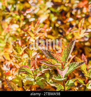 Gelbe und rote Blätter (Spiraea japonica) im Herbstgarten. Unscharfer natürlicher Hintergrund Stockfoto