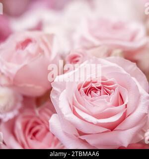 Rosa Rosenblumen. Hintergrund mit Makroblumen für das Design einer Weihnachtsmarke Stockfoto