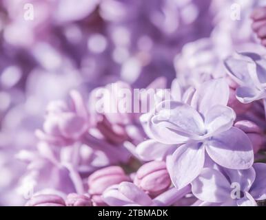 Abstrakter floraler Hintergrund, blühender Ast, lila Frottee Lilac Blütenblätter. Makro Blumen Hintergrund für Urlaub Marke Design. Weichfokus Stockfoto