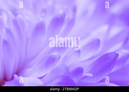 Abstrakter Blumenhintergrund, weiße violette Blütenblätter mit Gänseblümchen. Hintergrund mit Makroblumen für Weihnachtsdesign. Weichzeichner Stockfoto