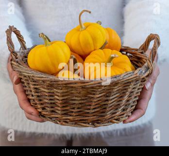 Unerkennbare Frau, die kleine frische, reife gelbe Kürbisse hält. Organischer dekorativer Zwerg pumpkins.in ein Korbkorb Stockfoto