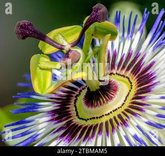 Nahaufnahme der Passiflora. Die blaue Passionsblume. Blaue Kronenpassionblume. Selektiver Fokus Stockfoto