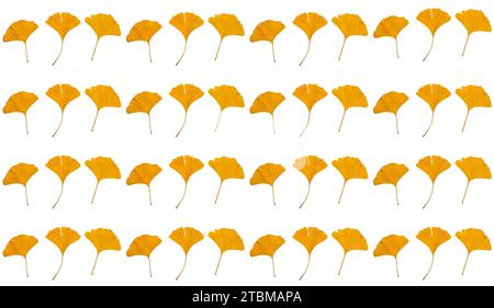 Collage gelber Blätter isoliert auf weißem Hintergrund. Mädchenhaarbaum (Ginkgo biloba). Abstrakt. Textur Stockfoto