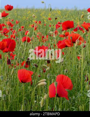 Roter Mohn ist auch bekannt als Flandern Mohn, gemeinsamen Mohn ...