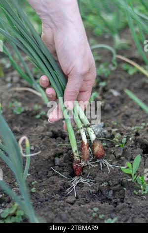 Frau pflückt junge Bio-Zwiebeln im Gewächshaus. Weibliche Hand, die frische Zwiebeln hält. Gartenarbeit Stockfoto