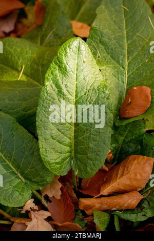 Bitter Dock (Rumex obtusifolius) grüne Blätter im Herbst. Nahaufnahme. Details Stockfoto