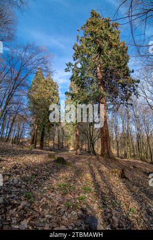 Gruppe von Riesenmammutbäumen. Sequoiadendron giganteum oder Sierraner Mammutbaum, über 100 Jahre alt Stockfoto