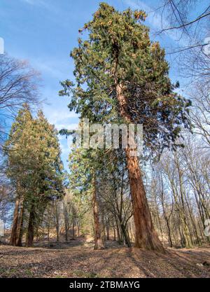 Gruppe von Riesenmammutbäumen. Sequoiadendron giganteum oder Sierraner Mammutbaum, über 100 Jahre alt Stockfoto