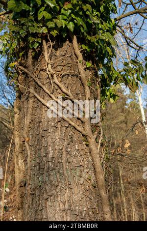 Gewöhnlicher Evy, der sich an einem Baumstamm im Wald festhält. Die Pflanze ist auch als englischer oder europäischer Efeu (Hedera helix) bekannt. Stockfoto