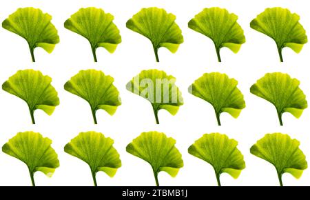 Collage von grünen Blättern isoliert auf weißem Hintergrund. Mädchenhaarbaum (Ginkgo biloba). Abstrakt. Textur Stockfoto