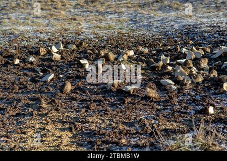 Zuckerrüben- und Weizenstücke auf dem Boden in der Nähe des Waldes. Wildtiere im Winter füttern Stockfoto