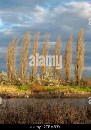 Pappelbäume (Populus) wachsen am Flussufer. Cottonwood Bäume in einer Reihe im Frühling Stockfoto