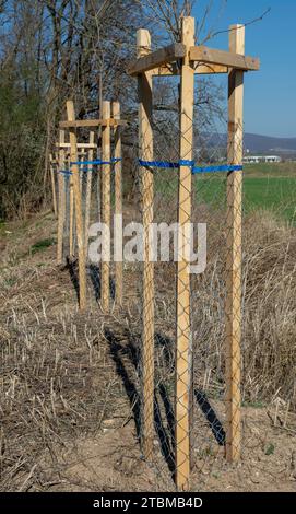 Mesh-Baumschutz schützt junge Bäume vor Schäden durch Wildtiere. Setzling oder Setzling mit Metalldraht-Schutzgitter umzäunt Stockfoto