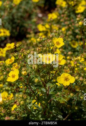 Strauchige Cinquefoil (Potentilla fruticosa) gelbe Blüten im Sommer. Blühend Stockfoto