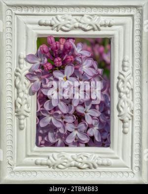 Der gewöhnliche Flieder (Syringa vulgaris), auch als französischer Flieder oder einfach Flieder im weißen Zierrahmen bekannt. Blühende Blumen Stockfoto