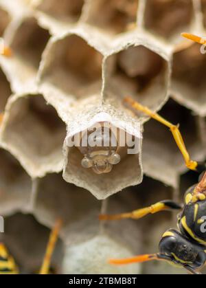 Europäische Wespe (Vespula germanica) baut ein Nest, um eine neue Kolonie zu gründen Stockfoto