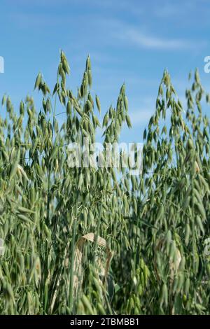 Grüner Hafer oder gemeiner Hafer (Avena sativa) auf dem landwirtschaftlichen Feld im Sommer Stockfoto