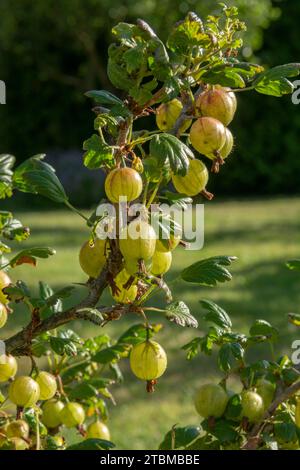 Stachelbeere oder europäische Stachelbeere. Unreife grüne Bio-Stachelbeeren (Ribes uva-crispa) im Garten Stockfoto