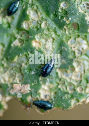 Kohlflohkäfer oder Kreuzkäfer (Phyllotreta cruciferae) Schädigende Kohlblätter im Gemüsegarten Stockfoto
