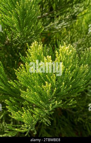 Riesenmammutbäume, grüne Blätter und Äste. Sequoiadendron giganteum oder Sierra Redwood Nadeln. Nahaufnahme. Details Stockfoto