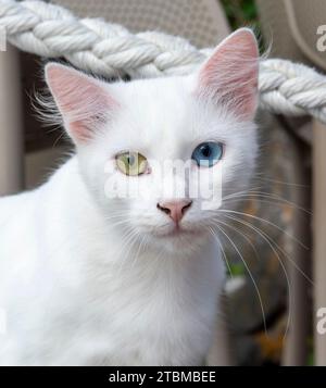 Reinweiße Katze mit grünen und blauen Augen. Augen mit zwei verschiedenen Farben. Heterochromie Stockfoto