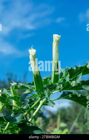 Halluzinogene Pflanze Teufelstrompete (Datura stramonium) Weiße Blume von Jimsonweed (Jimson Weed), Thorn Apfel oder Teufelsschlinge Stockfoto
