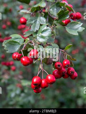 Rote Weißdornbeeren im Herbst. Die Pflanze ist auch als Quickthorn, Thornapple (Crataegus), Whitethorn, Mayflower oder Hawberry bekannt Stockfoto