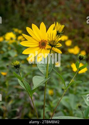 Gelbe Blüten der Jerusalemer Artischocke (Helianthus tuberosus) Blühende Sonnenwurzel, Sonnendrossel, wilde Sonnenblume, Topinambur oder Erdapfel Stockfoto