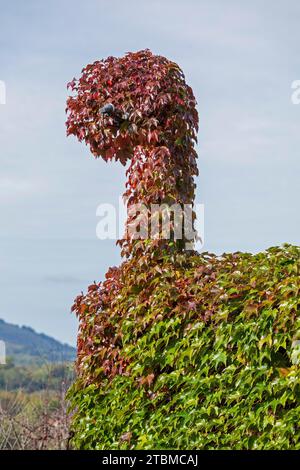 Schornstein mit Weinreben bewachsen, Upper Beeding, South Downs, West Sussex, England, Großbritannien Stockfoto