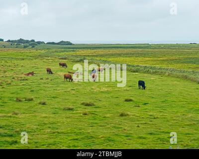 Blick vom Autozug vom Hindenburgdamm zur Noesse bei Morsum mit Rinderherde Sylt-Ost, Insel Sylt, Nordfriesland, Schleswig-Holstein Stockfoto