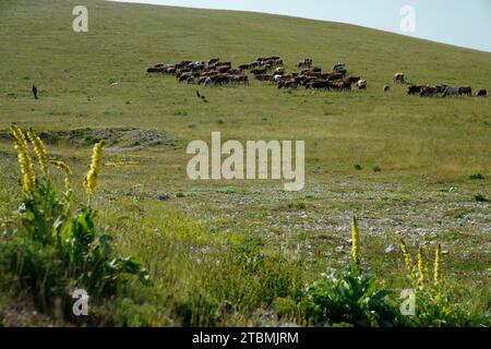 Nationalpark Gran Sasso und Monti della Laga, Region Abruzzen, Italien, Nationalpark Gran Sasso und Monti della Laga, Region Abruzzen, Italien, Abruzzen Stockfoto