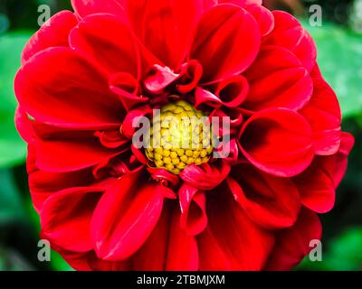 Eine Nahaufnahme einer roten Dahlia / Dalia Blume. Stockfoto