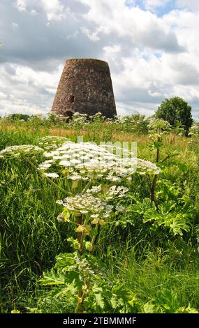 Invasiver Riesenbärchen vor einer verlassenen Windmühle in Sabile, Lettland Stockfoto