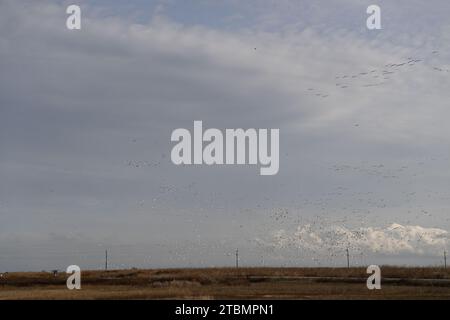 Überwinterungsvogelmigration in Sacramento NWR Stockfoto