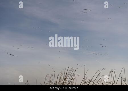 Überwinterungsvogelmigration in Sacramento NWR Stockfoto