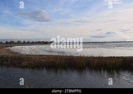Überwinterungsvogelmigration in Sacramento NWR Stockfoto