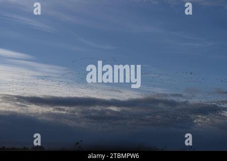 Überwinterungsvogelmigration in Sacramento NWR Stockfoto