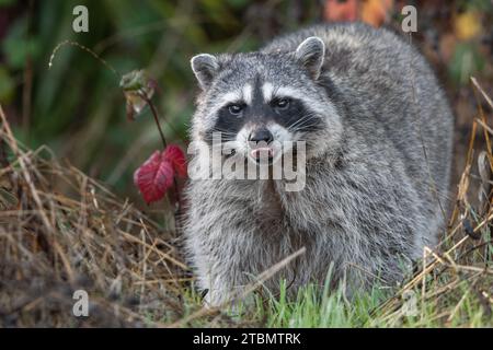 Ein großer städtischer Waschbär (Procyon lotor) aus der San Francisco Bay Area in Kalifornien, USA. Stockfoto