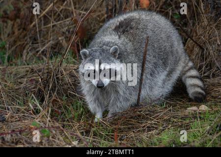 Ein großer städtischer Waschbär (Procyon lotor) aus der San Francisco Bay Area in Kalifornien, USA. Stockfoto