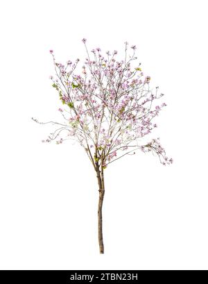 Bauhinia mit grünem Blatt isoliert auf weiß Stockfoto