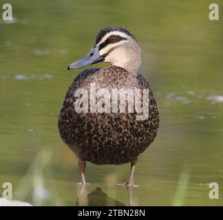 Pazifischer schwarzer Entenvogel, der im Wasser steht Stockfoto