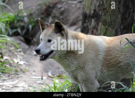 Porträt eines Dingo-Wildhundes in Australien Stockfoto