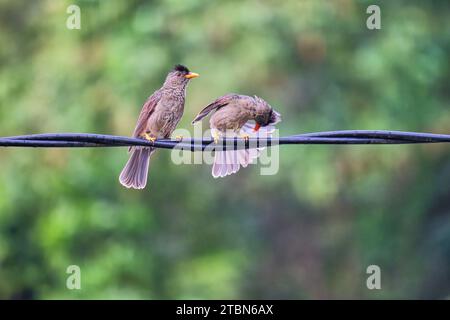 2 seychellische bulbul endemische Vögel auf elektrischen Kabeln Stockfoto