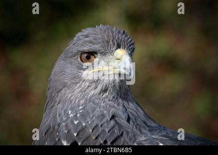 Ein sehr nahes Porträt eines chilenischen Blauadlers. Er ist auch bekannt als Schwarzbrüchiger Bussard-Adler oder Chilenischer Blauer Adler. Detaillierter Kopfausschnitt Stockfoto