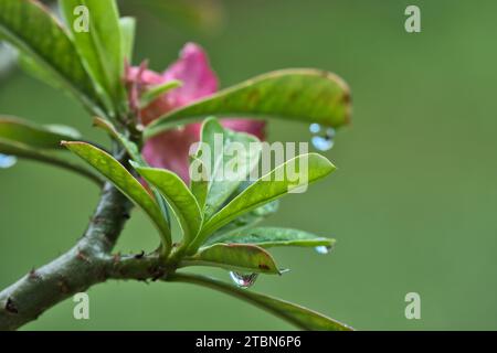 Nahaufnahme der Wüstenrose mit Regentropfen auf den Blättern, Mahe, Seychellen Stockfoto