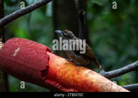 Weiblicher prächtiger Paradiesvogel oder Diphyllodes Policus in den Arfak-Bergen in West-Papua, Indonesien Stockfoto