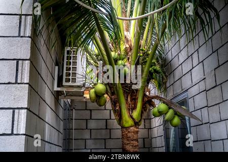 Viele Kokosnüsse auf dem Baum in Vietnam Stockfoto